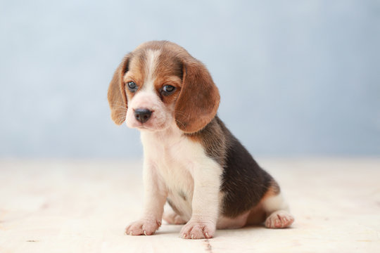 small cute beagle puppy dog looking up