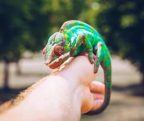 Wall murals Chameleon colorful panther chameleon sitting on a palm