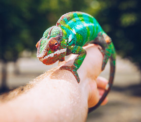 colorful panther chameleon sitting on a palm © oleg_mj
