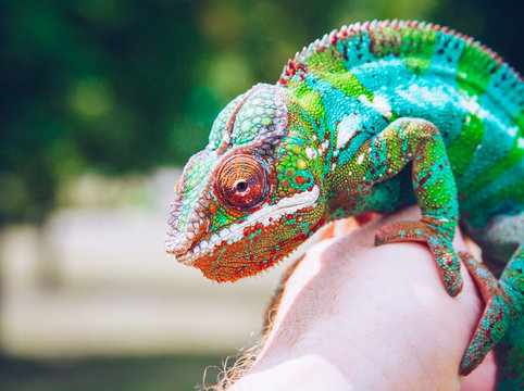 colorful panther chameleon sitting on a palm