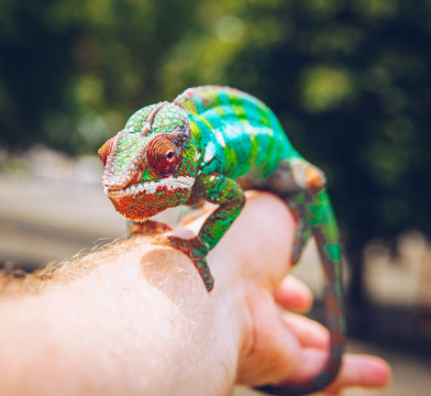 colorful panther chameleon sitting on a palm