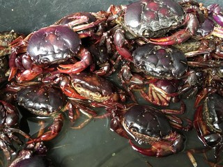 rice field crab