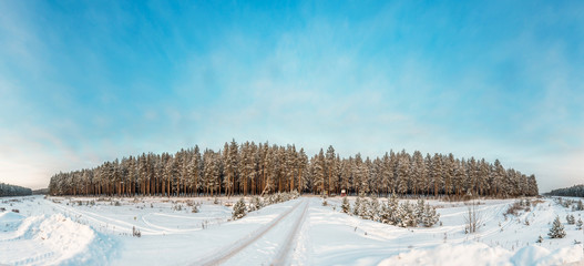 Сосновый бор / Pine forest © Sergey Panagushin