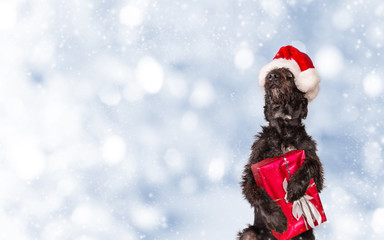 Black dog in santa outfit.