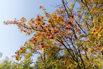 Rowan Berries in Autumn