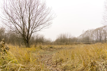 Trees in Autumn Park