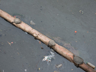 Sea turtles basking in a polluted river. Riachuelo, Argentina