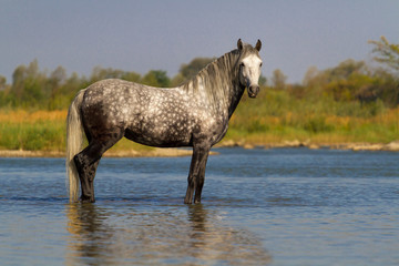 Gray horse standing in river