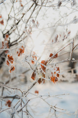 Winter background: frost branches