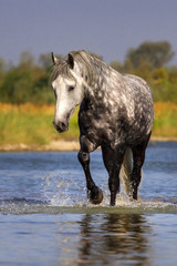 Grey horse walk on mountain river with splash of water