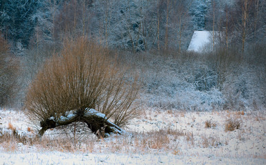 Zimowe Barwy  © Wojciech Lisiński