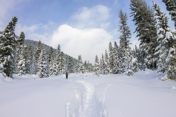 Girl backpacker walking on a forest road in the winter forest in