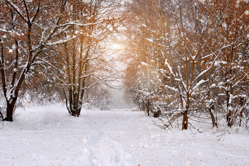 Winter road in the forest