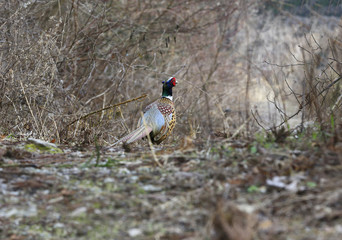 장끼 가족 나들이