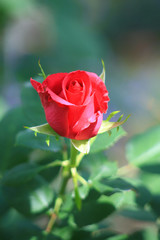 Red rose garden