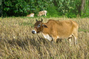 Closeup Brown Cow in the field, worm color tone, livestock indus