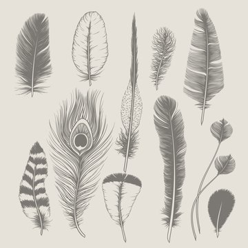 Feathers collection. Vintage design set. Hand-drawn illustration