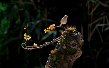 먹이를 찾는 겨울새