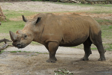 Fototapeta premium Rhino