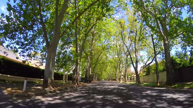 Adelaide, South Australia vehicle POV, driving under beautiful tree canopy along scenic Victoria Avenue, Unley Park, with lens flare through the trees.