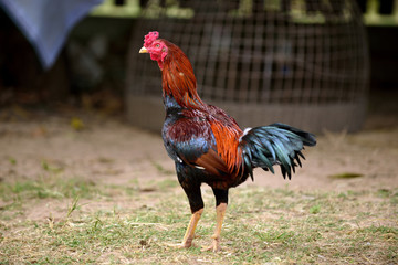 gamecock, fighting cock,Thailand.