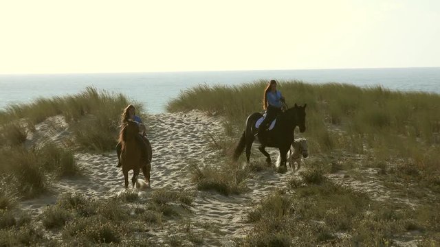Horses running on the sand dunes near the Atlantic Ocean
