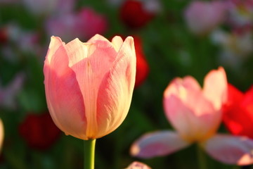 Obraz na płótnie Canvas tulip flowers
