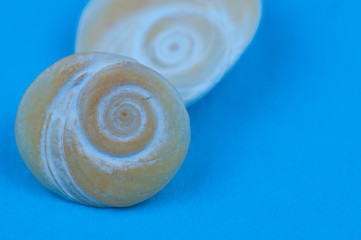 isolated shell on blue background