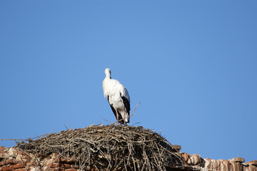 European white stork (Ciconia ciconia)