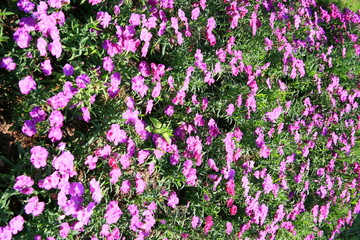 Fototapeta premium Purple flower garden