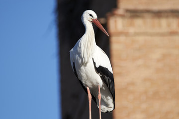 European white stork (Ciconia ciconia)