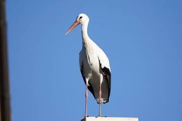 European white stork (Ciconia ciconia)