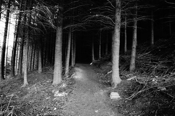 black and white creepy trail