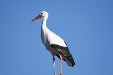 European white stork (Ciconia ciconia)