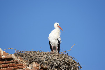 European white stork (Ciconia ciconia)