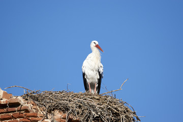 European white stork (Ciconia ciconia)