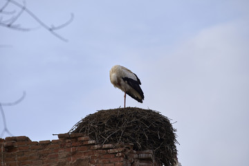 European white stork (Ciconia ciconia)