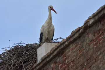 European white stork (Ciconia ciconia)