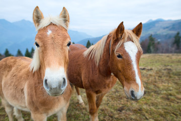 Fototapeta premium Two horses in the meadow