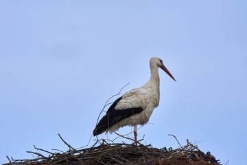European white stork (Ciconia ciconia)