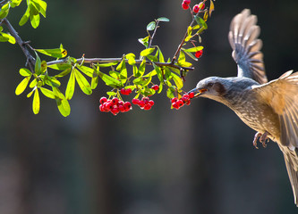 먹이를 찾는 겨울새