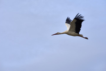 European white stork (Ciconia ciconia)