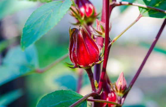 Hibiscus sabdariffa or roselle fruits on plant