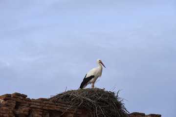 European white stork (Ciconia ciconia)