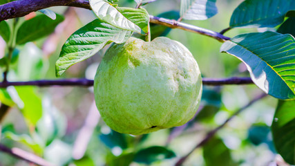 big guava on tree in farm (selective focus at center)