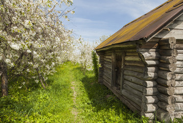 Russian log hut in the flowering cherry orchard, province, villa