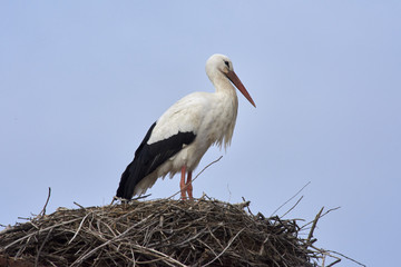 European white stork (Ciconia ciconia)
