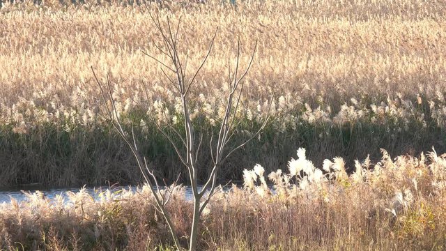 4K・秋の川辺_2-146