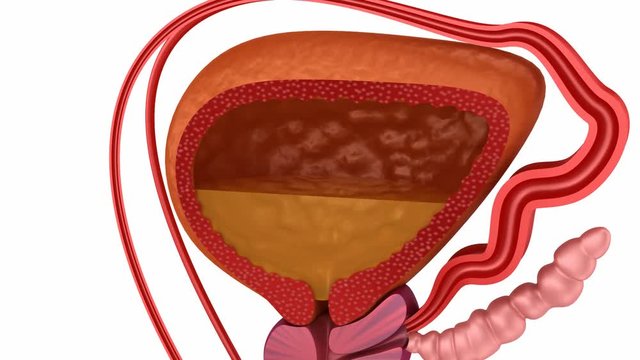 Male reproductive system 3d animation.