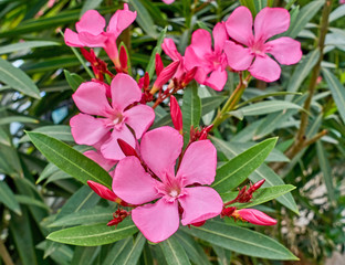 pink oleander flowers natural bouquet closeup - obrazy, fototapety, plakaty